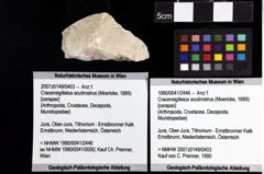 Foto (Objket + Etiketten) von Cracensigillatus acutirostrus (Moericke, 1889) 